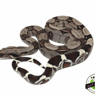 Suriname Red Tail Boa Baby