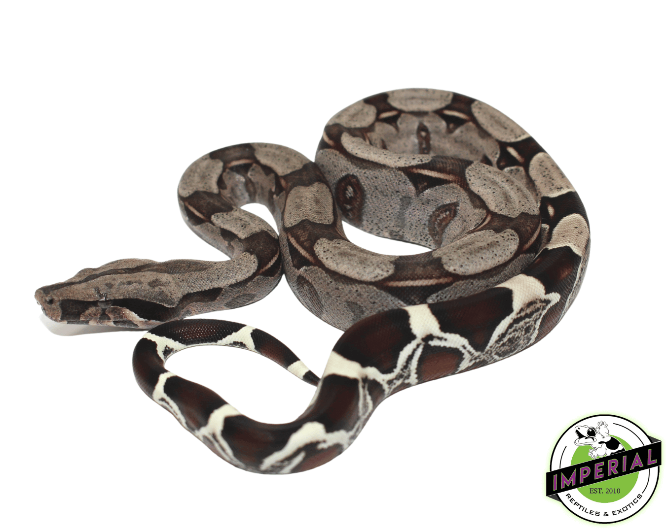 Suriname Red Tail Boa Baby