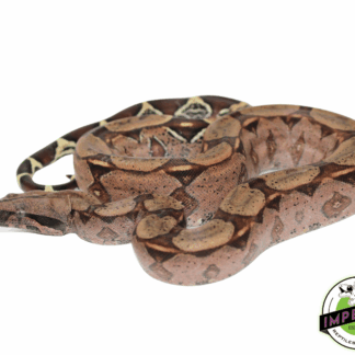 Suriname Red Tail Boa