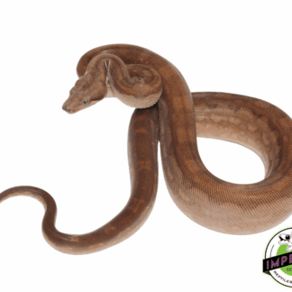 T+ Aztec Motley Boa Constrictor Male