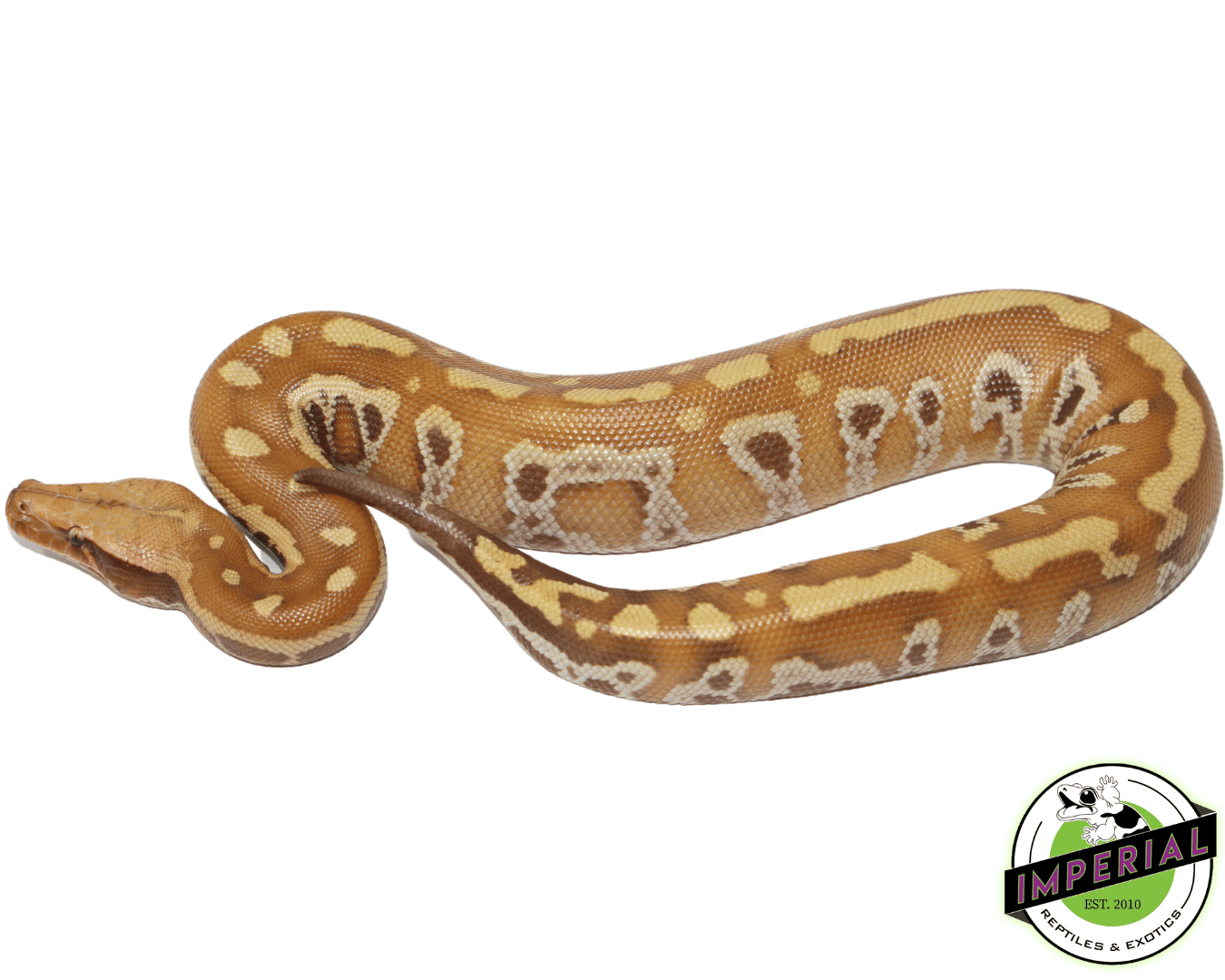 T+ Albino Blood Python - Image 2