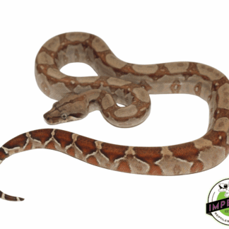 T+ Albino Boa Constirctor