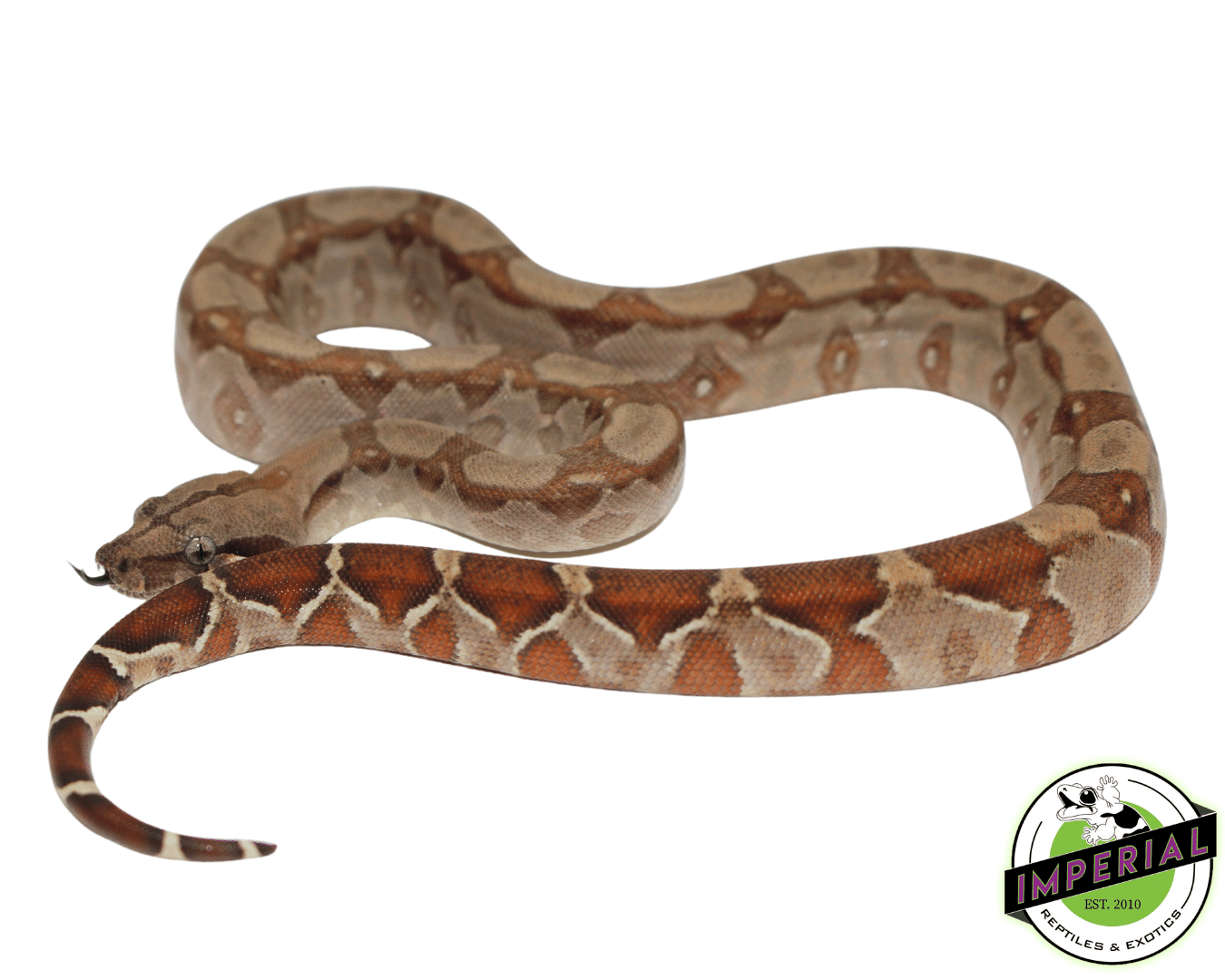 T+ Albino Boa Constirctor - Image 2