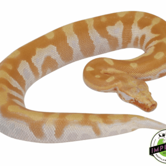 T- Albino Blood Python
