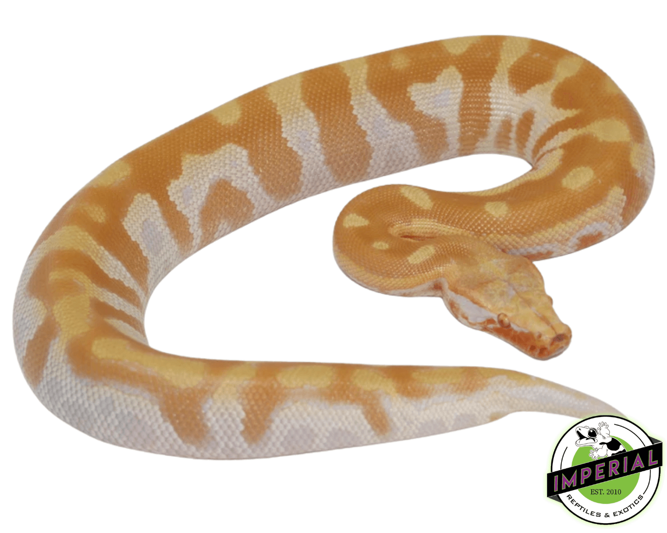 T- Albino Blood Python