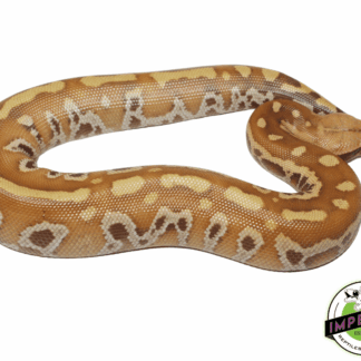 T+ Albino Blood Python