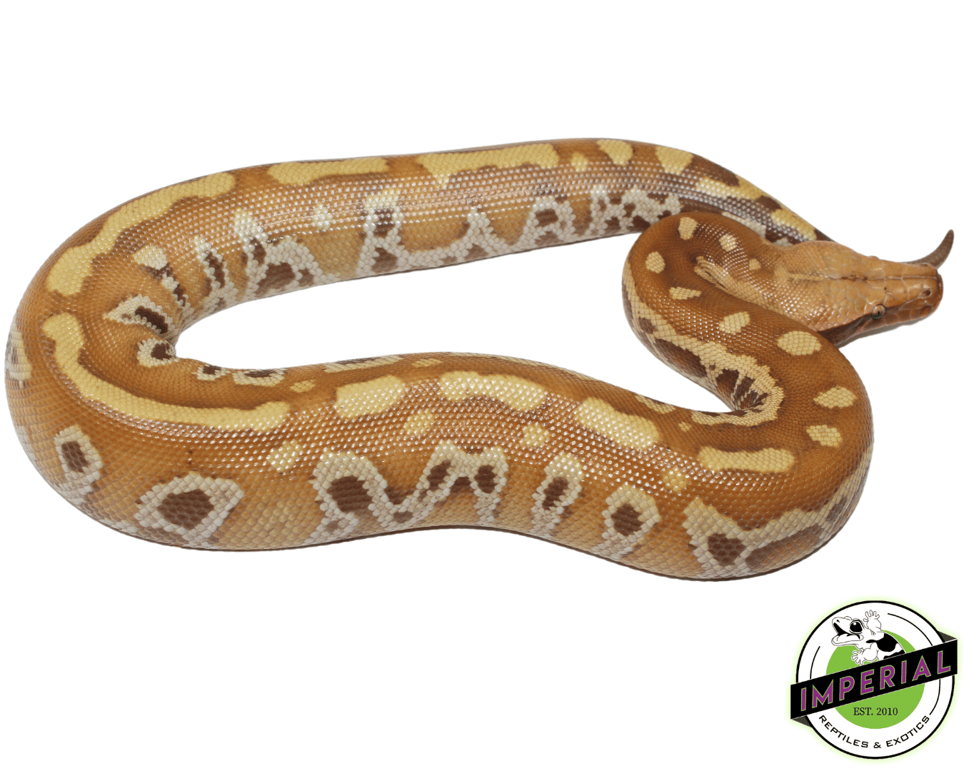 T+ Albino Blood Python