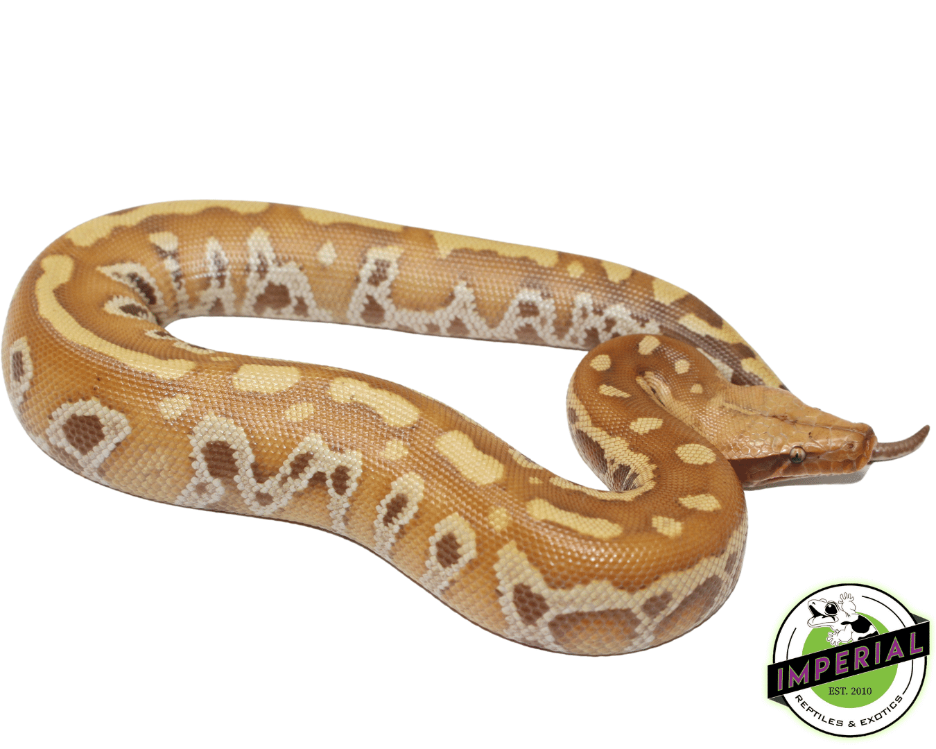 T+ Albino Blood Python - Image 3
