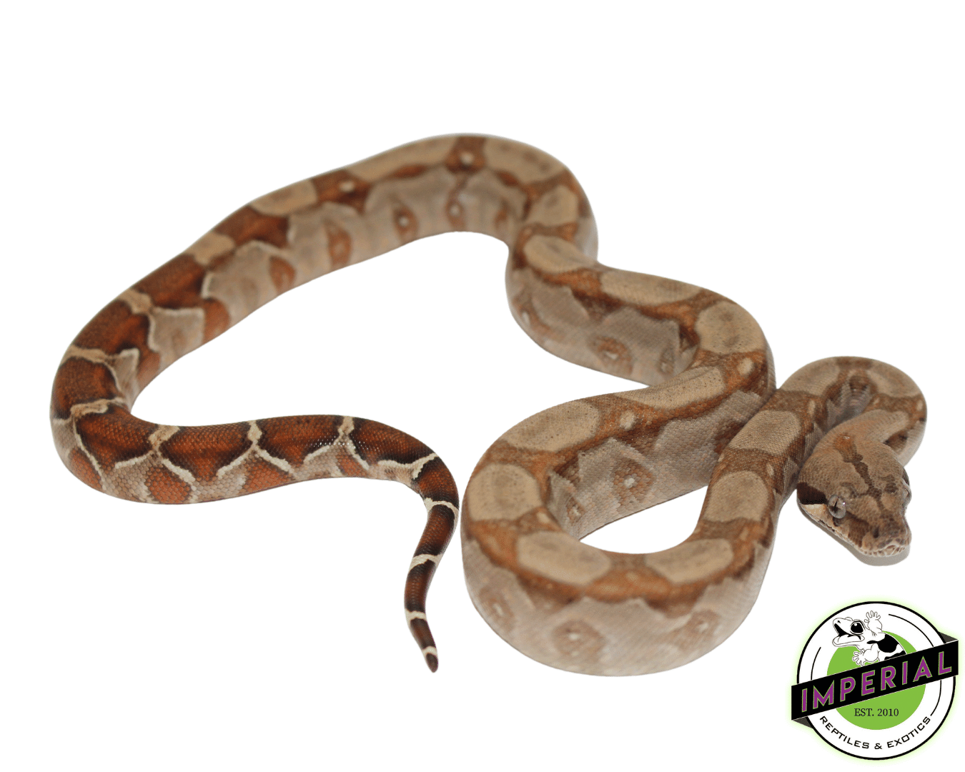 T+ Albino Boa Constirctor - Image 3