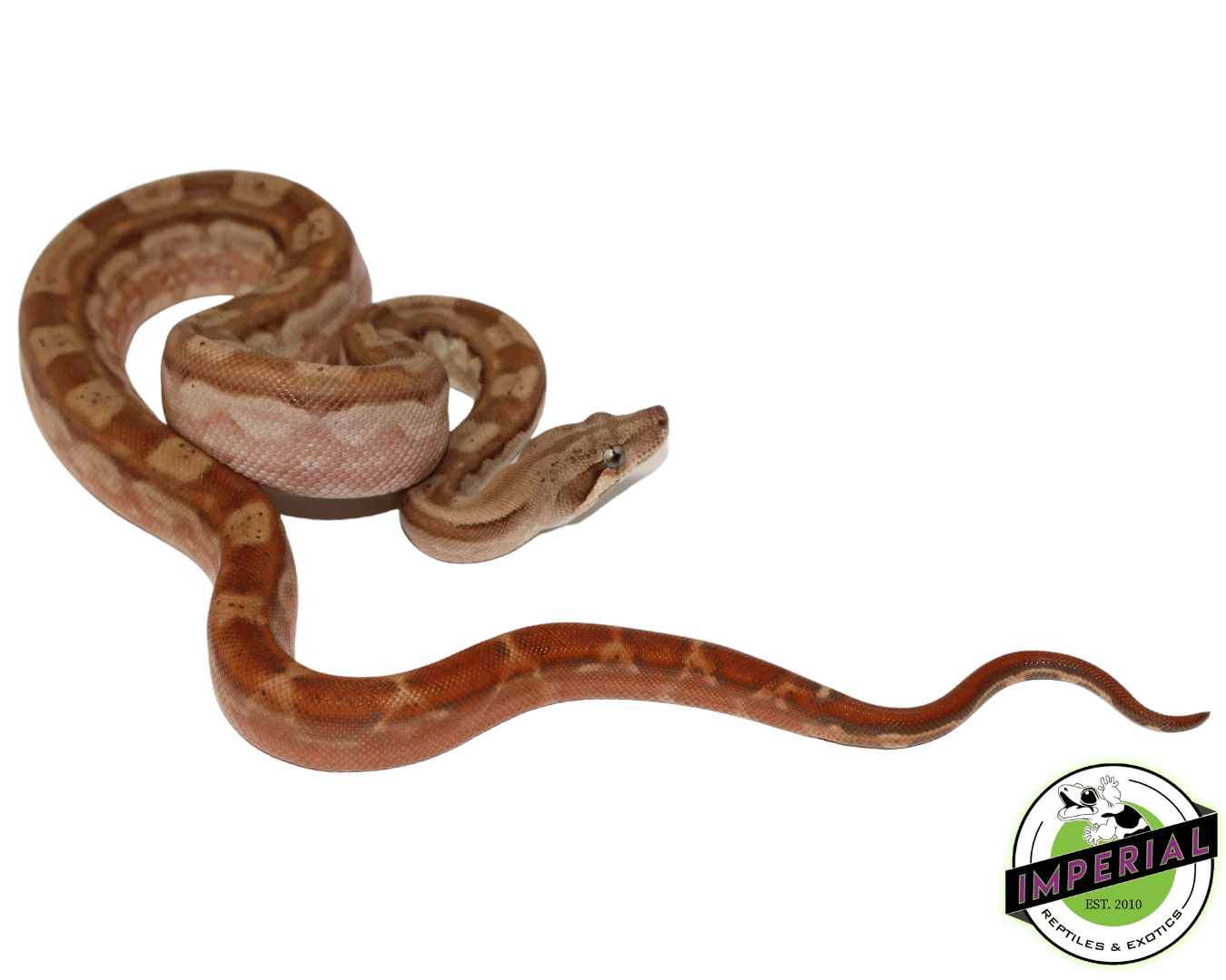 T+ Motley Boa - Image 2