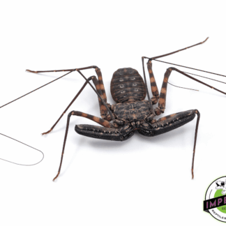 Tailless Whip Scorpions (Phrynus whitei)