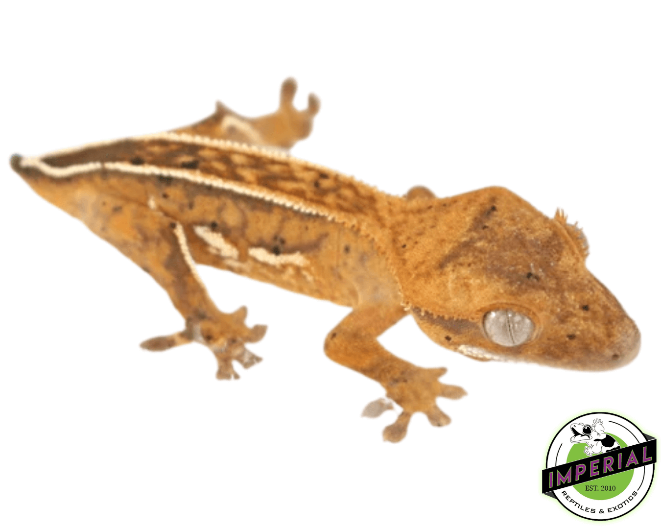 High End Crested Gecko Baby - Image 3