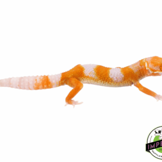 Tangelo Leopard Gecko Baby