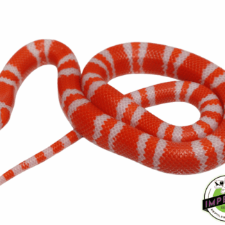 Bi-Color Tangerine Albino Honduran Milksnake Baby