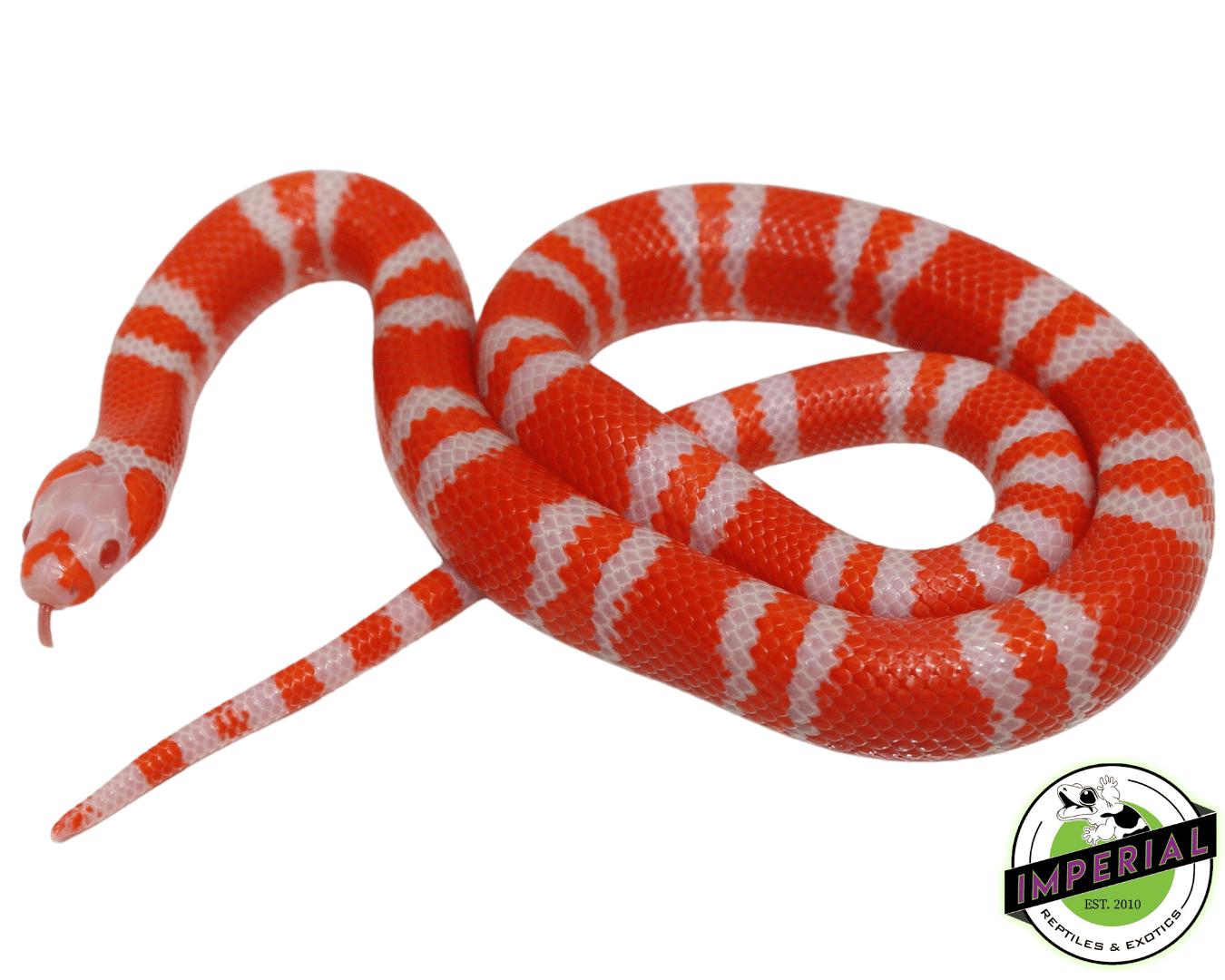 Bi-Color Tangerine Albino Honduran Milksnake Baby