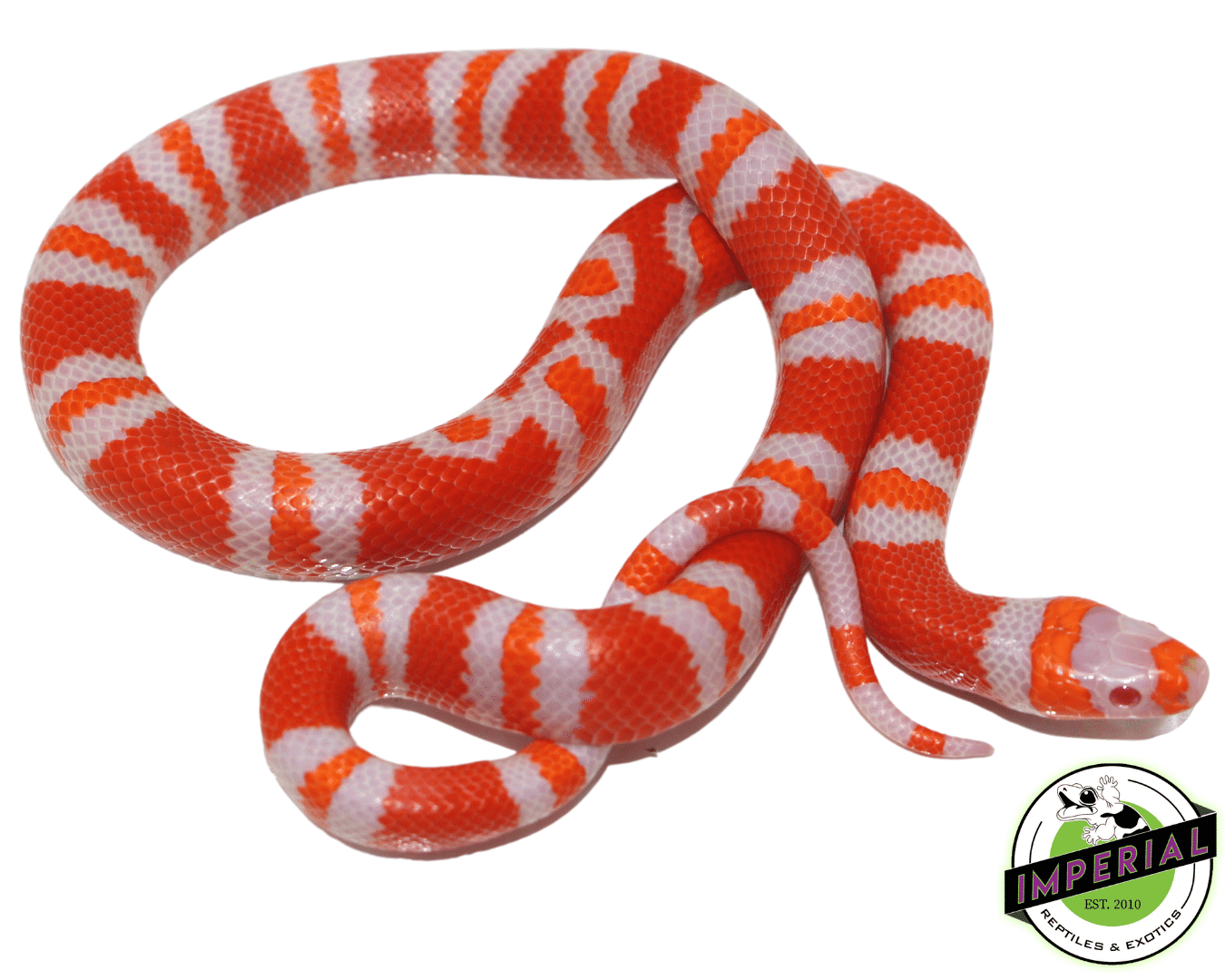 Bi-Color Tangerine Albino Honduran Milksnake Baby - Image 2