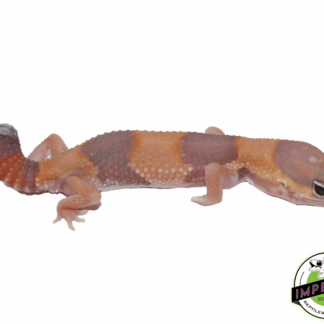 Tangerine Amel (LMG) African Fat Tail Gecko