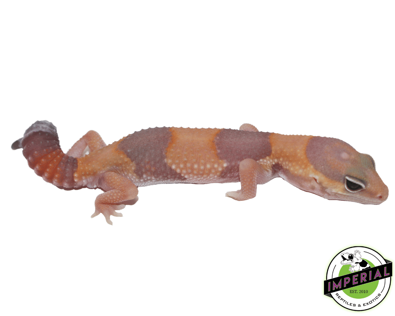 Tangerine Amel (LMG) African Fat Tail Gecko