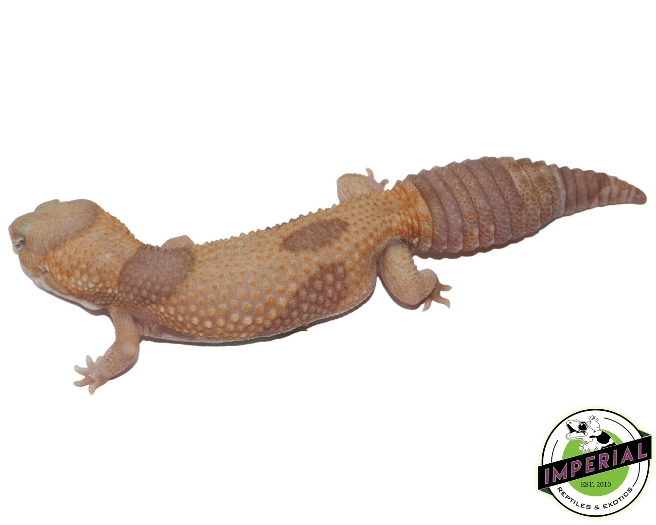Jungle "Aberrant" Tangerine Amel (Albino) African Fat Tail Gecko Adult - Image 2