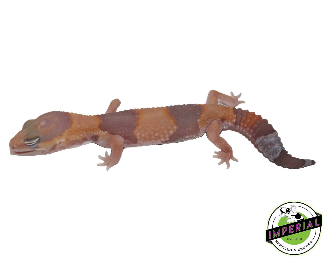 Tangerine Amel (LMG) African Fat Tail Gecko - Image 2