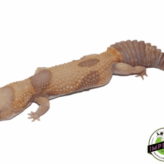 Jungle "Aberrant" Tangerine Amel (Albino) African Fat Tail Gecko Adult