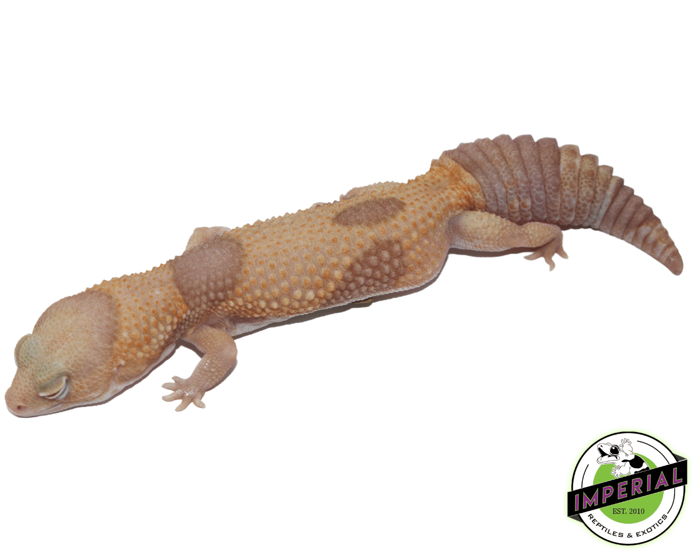Jungle "Aberrant" Tangerine Amel (Albino) African Fat Tail Gecko Adult