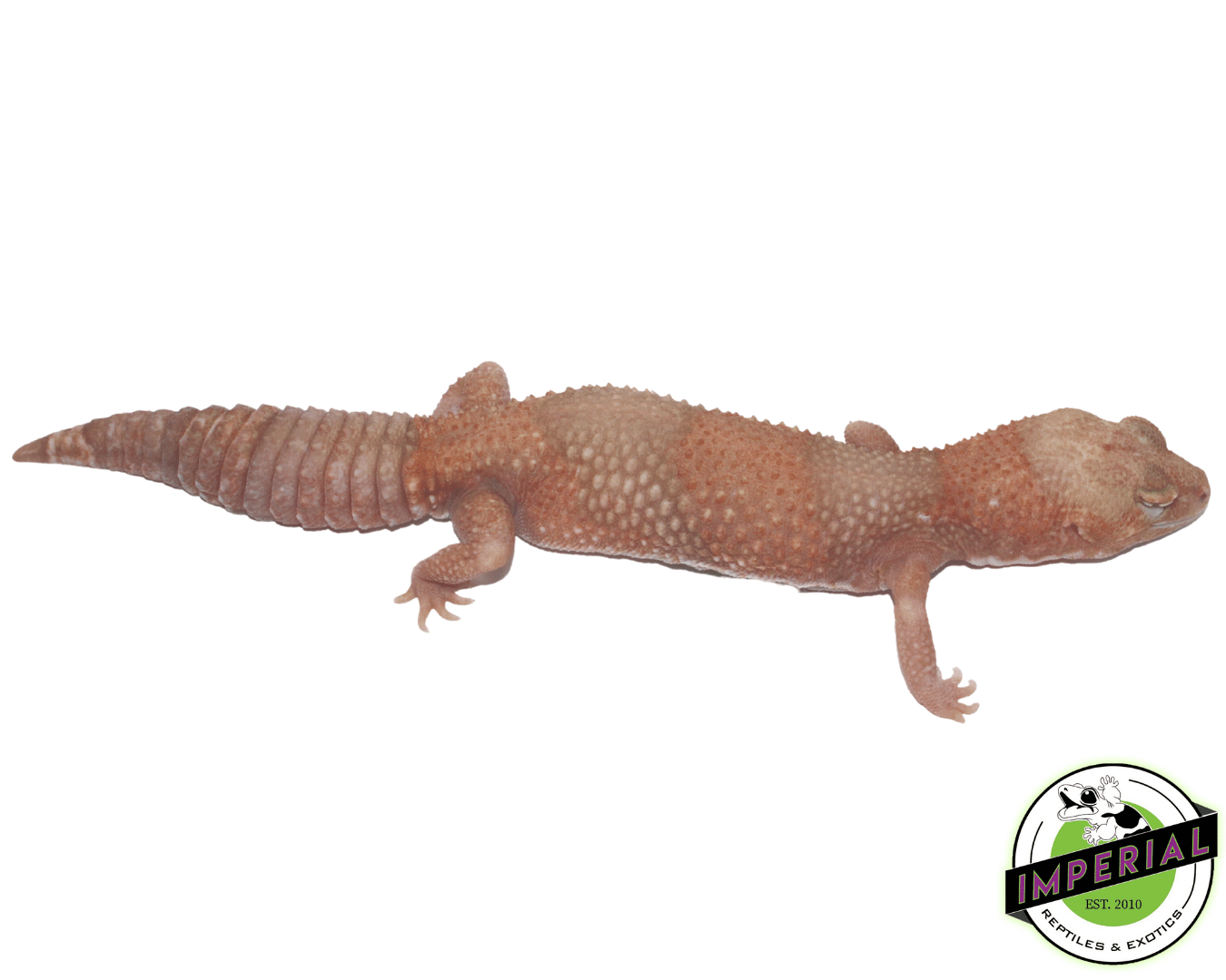 Tangerine Amel (Albino) African Fat Tail Gecko Adult - Image 3