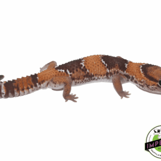 Tangerine ph Amel Oreo African Fat Tail Gecko