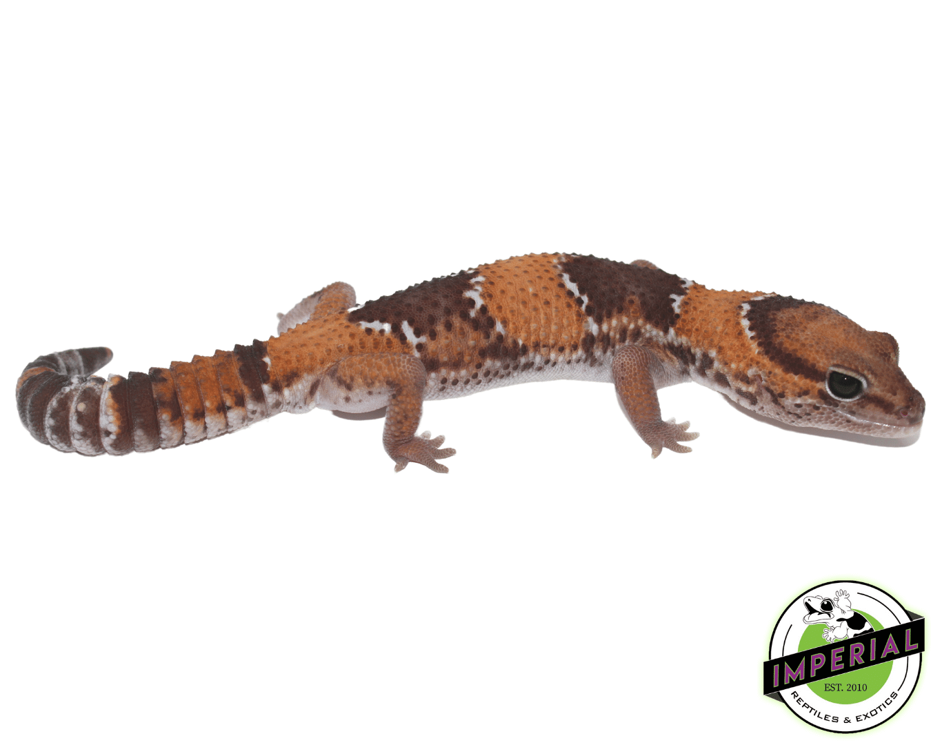 Tangerine ph Amel Oreo African Fat Tail Gecko