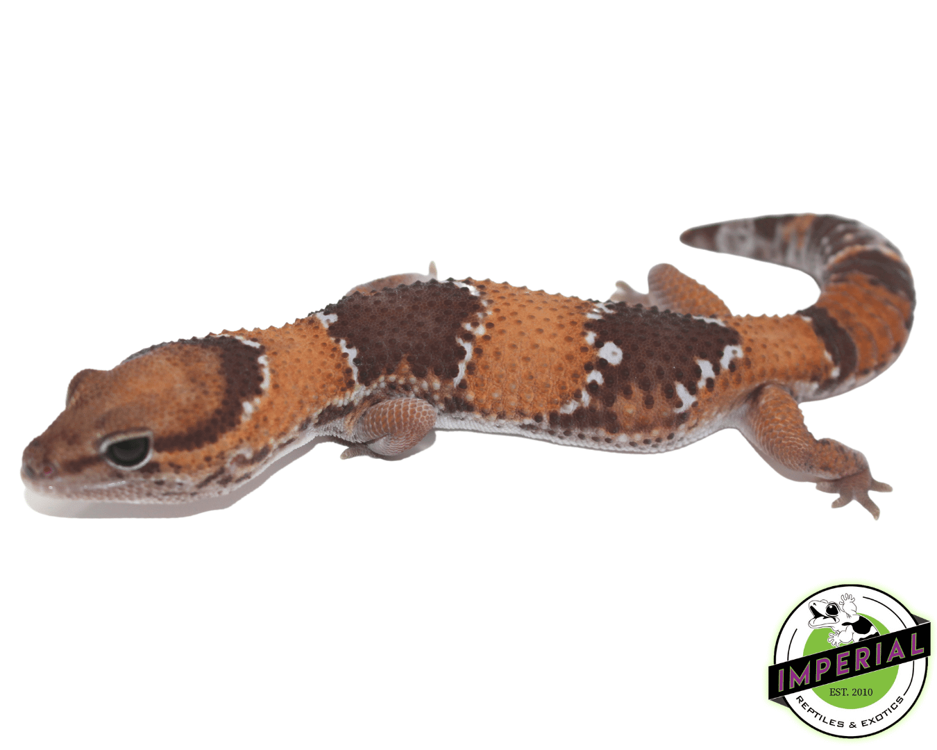 Tangerine ph Amel Oreo African Fat Tail Gecko - Image 2