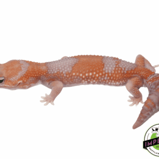 Tangerine Amel 66% het Patternless African Fat Tail Gecko Adult Female