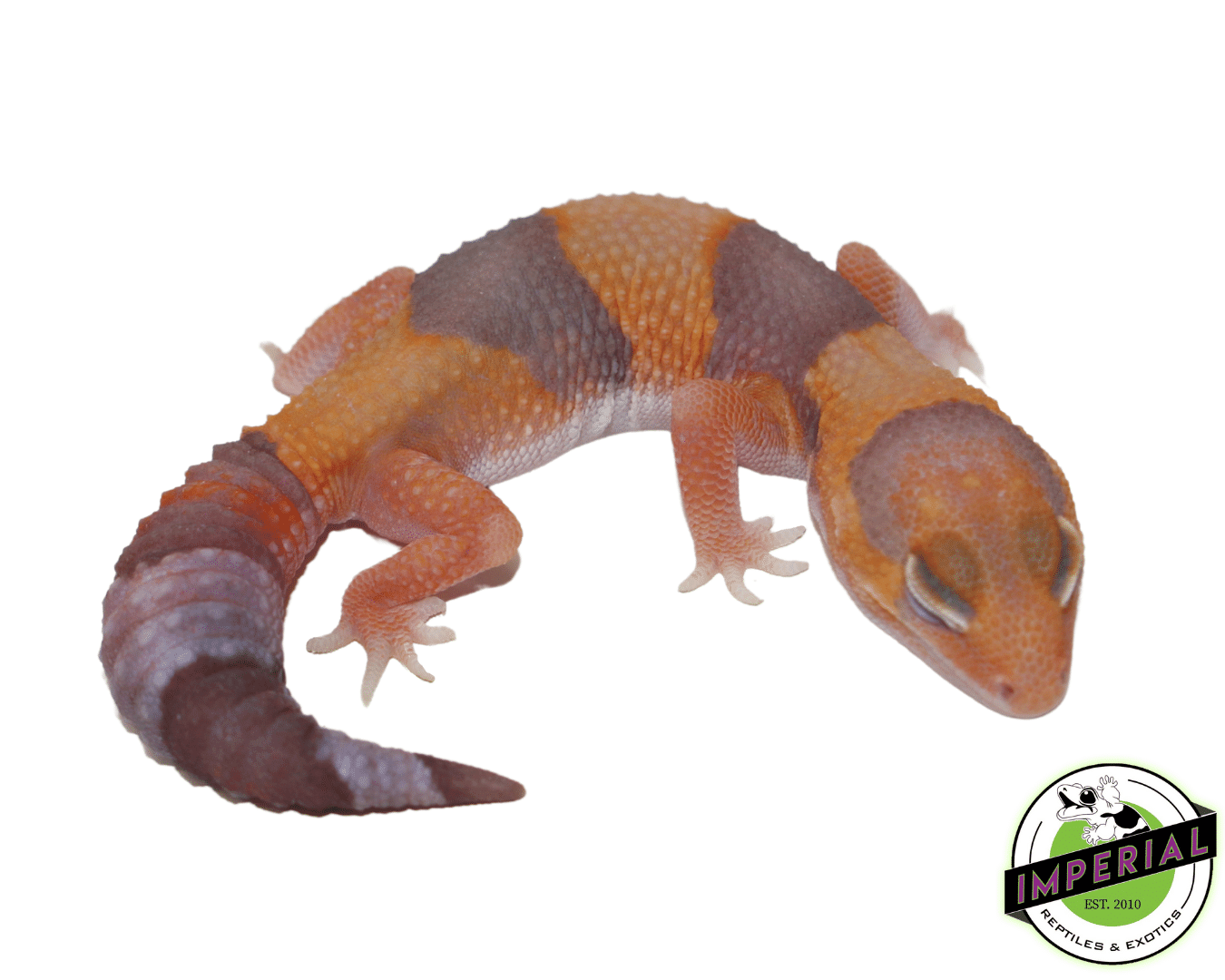 Amel Tangerine African Fat Tail Gecko Baby - Image 2