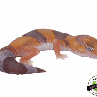 Amel Tangerine African Fat Tail Gecko Baby