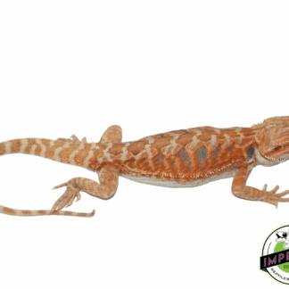 Leatherback Tang Hypo Bearded Dragon Male (#61523-02)