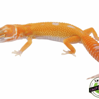 Tremper Emerine Leopard Gecko Baby