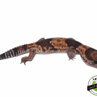 Tangerine het Amel Fat Tail Gecko