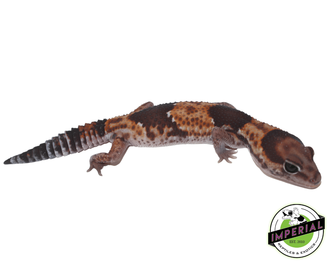 Tangerine het Amel Fat Tail Gecko