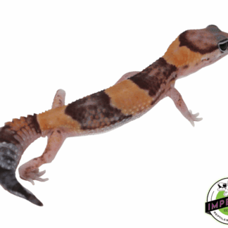 Tangerine het. Amel African Fat Tail Gecko