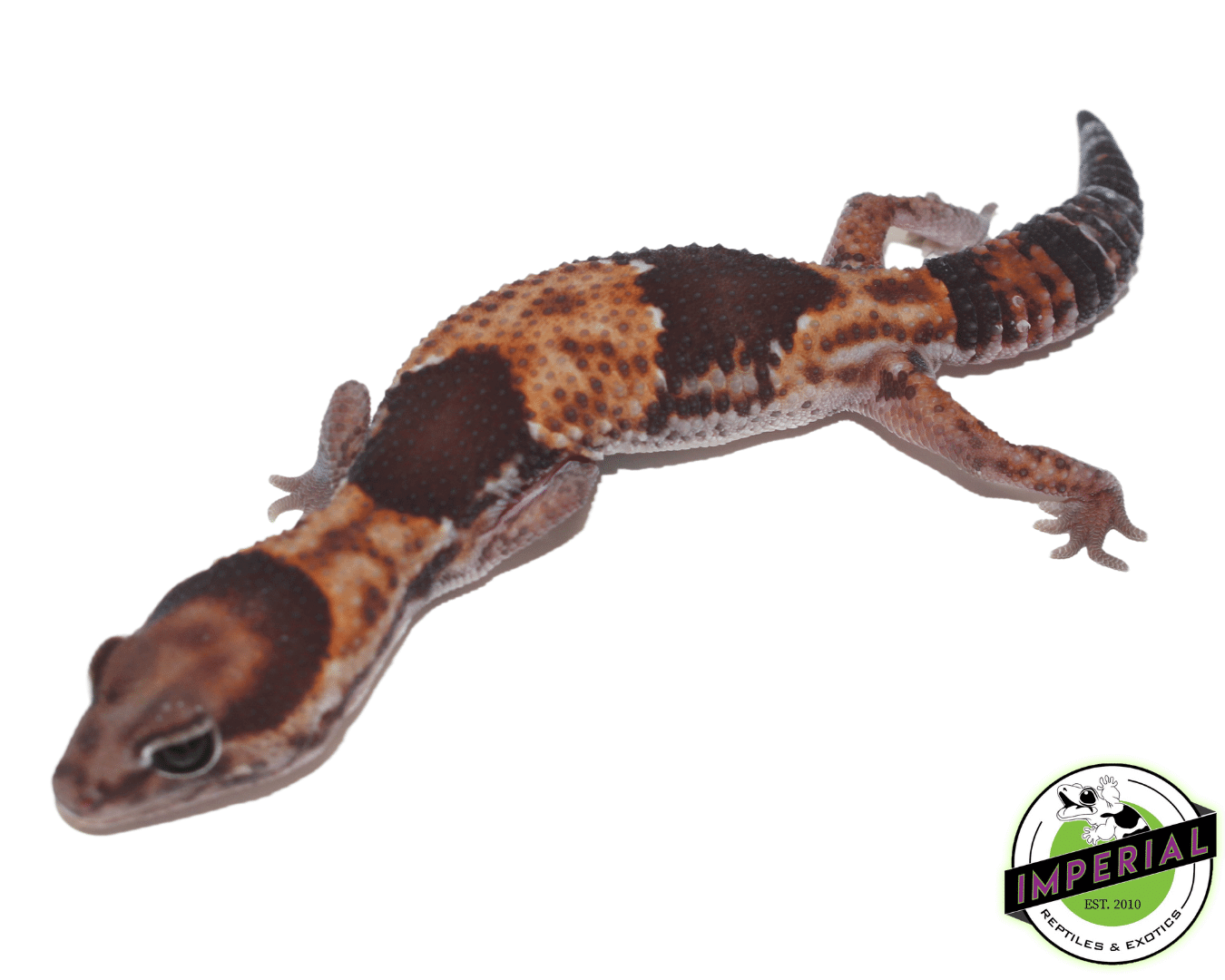 Tangerine het Amel Fat Tail Gecko - Image 2