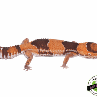 Tangerine 100% het. Amel 66% het. Patternless African Fat Tail Gecko Adult Female