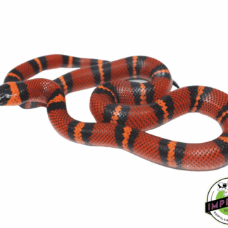 Tangerine Honduran Milk Snake Baby
