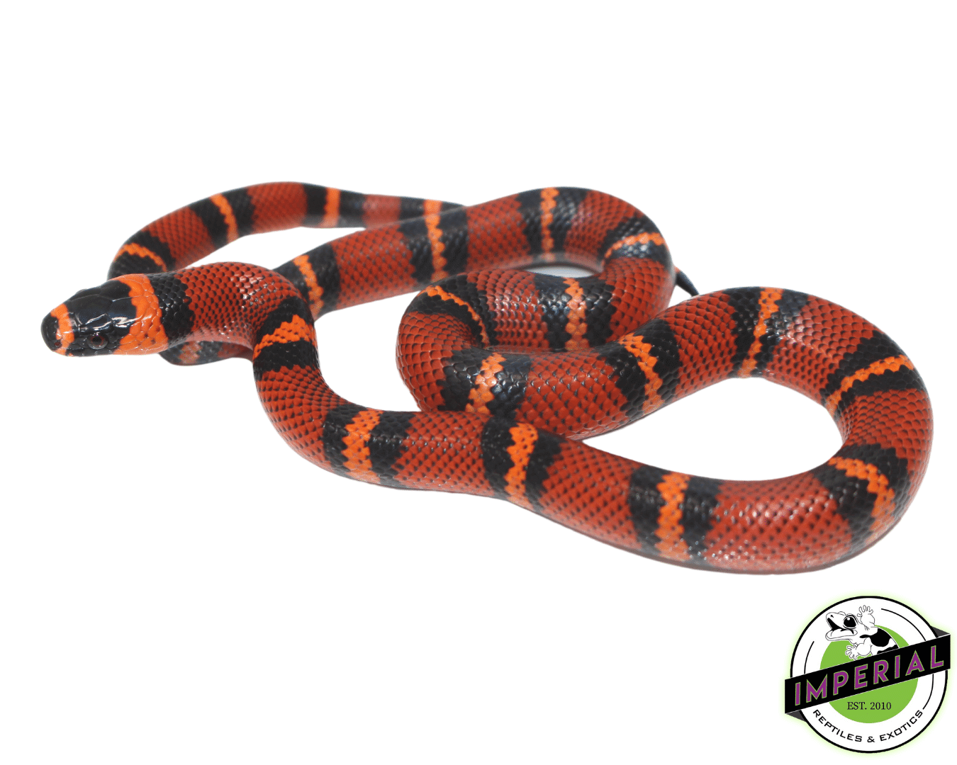Tangerine Honduran Milk Snake Baby