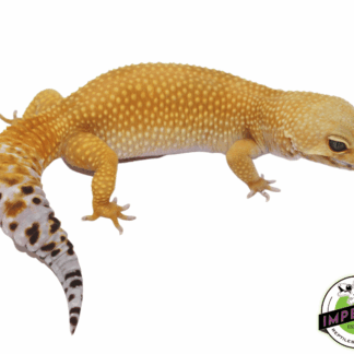 Tang het. Tremper Leopard Gecko