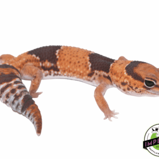 Tangerine ph Patternless Amel African Fat Tail Gecko Adult Female