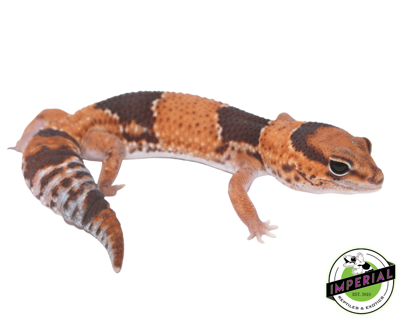 Tangerine ph Patternless Amel African Fat Tail Gecko Adult Female