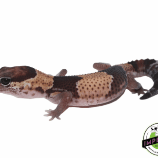 Tangerine ph Amel Oreo African Fat Tail Gecko