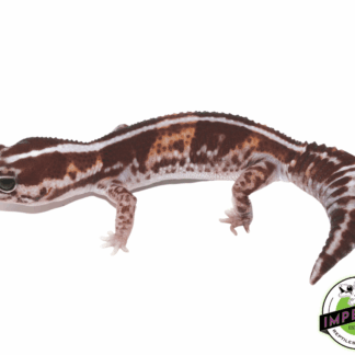 Tangerine Stripe Fat Tail Gecko Adult Female