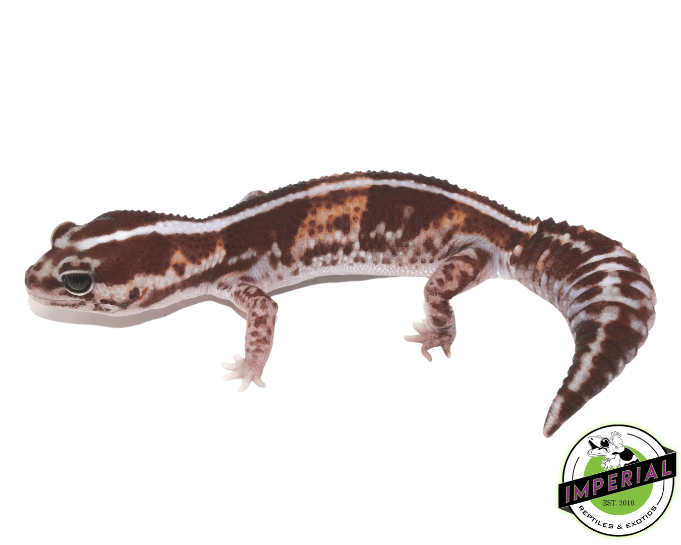 Tangerine Stripe Fat Tail Gecko Adult Female