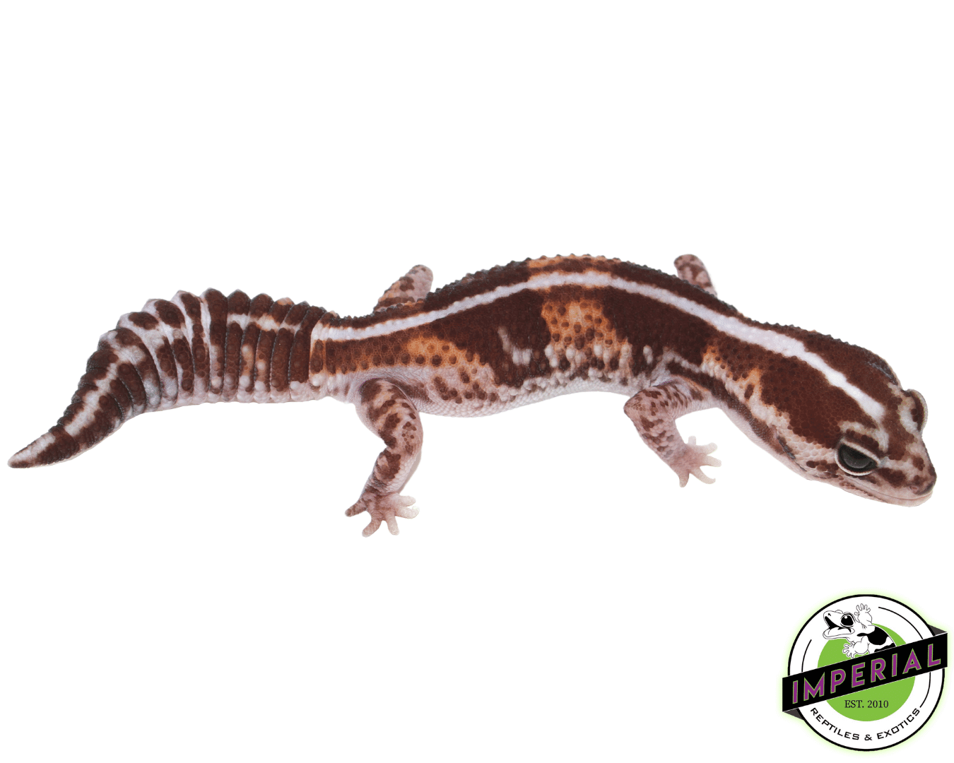 Tangerine Stripe Fat Tail Gecko Adult Female - Image 2