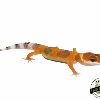 Tangerine Tornado Leopard Gecko